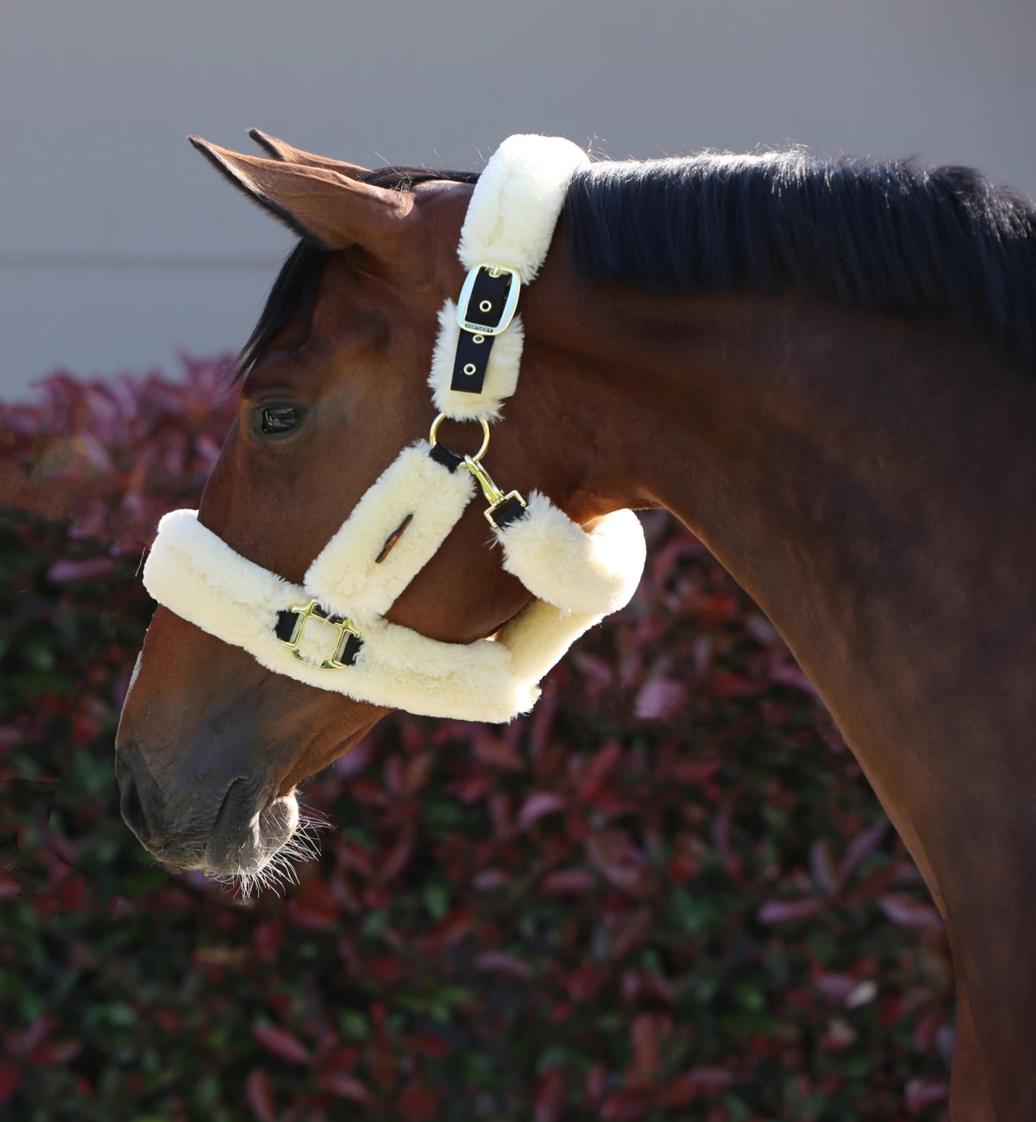 Kentucky Halster Van Schapenvacht - Afbeelding 2